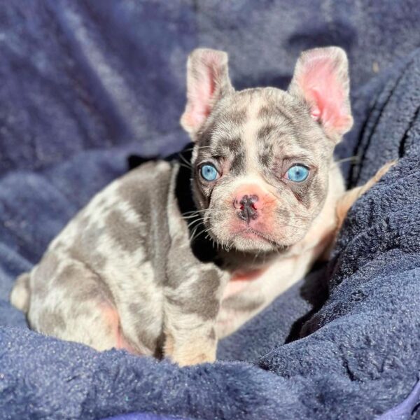 Frenchie Puppy - Max