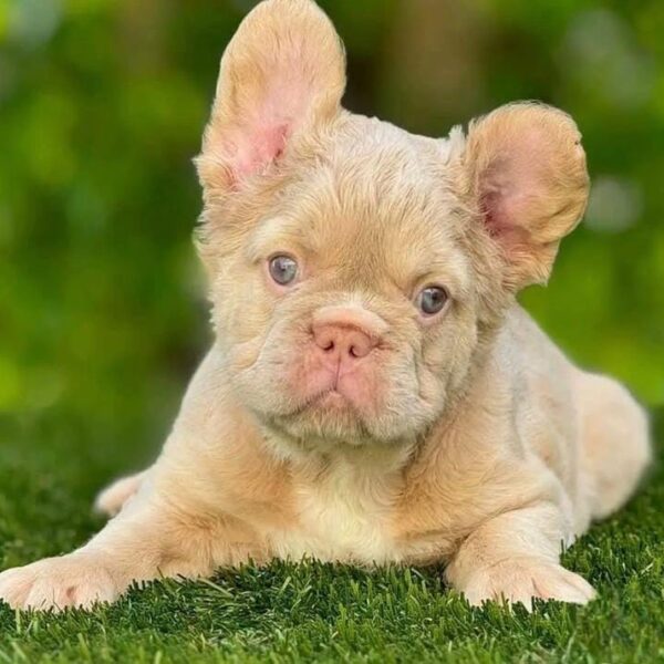 Frenchie Puppy - Lily