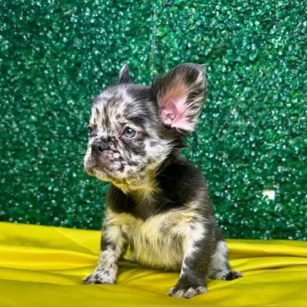 Frenchei Puppy - Lovie