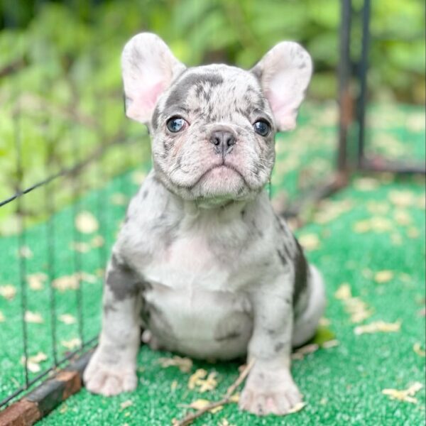 Frenchie Puppy - Jane