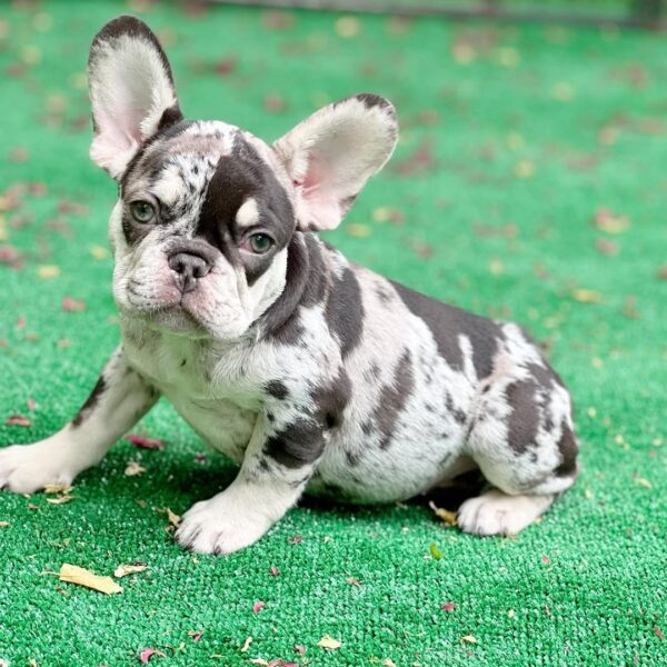 Frenchie Puppy - Kim