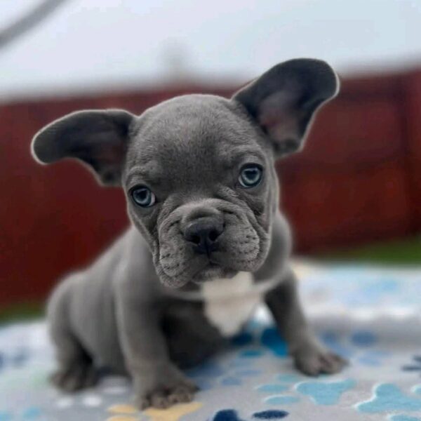 Frenchie Puppy - Luna