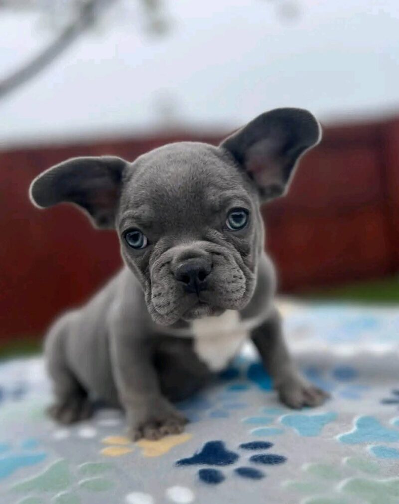Frenchie Puppy - Luna