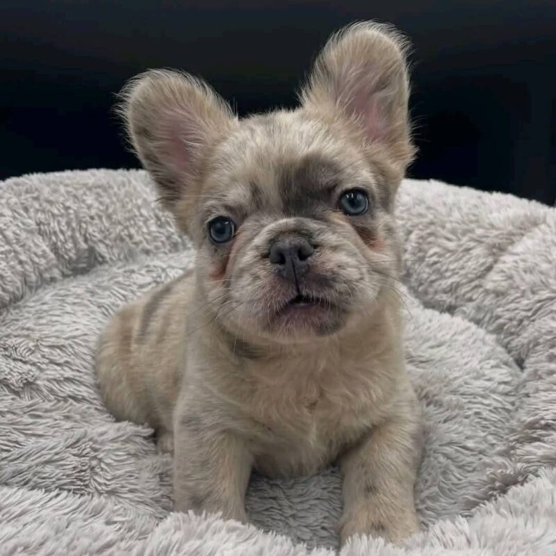 Frenchie Puppy - Jack