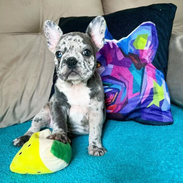 Frenchie Puppy - Bob