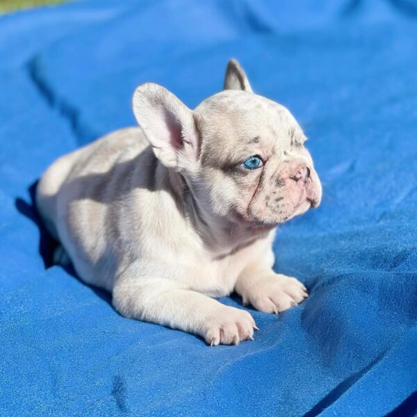 Frenchie Puppy - Bella